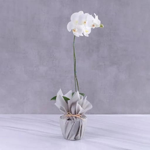 Grey Wrapping