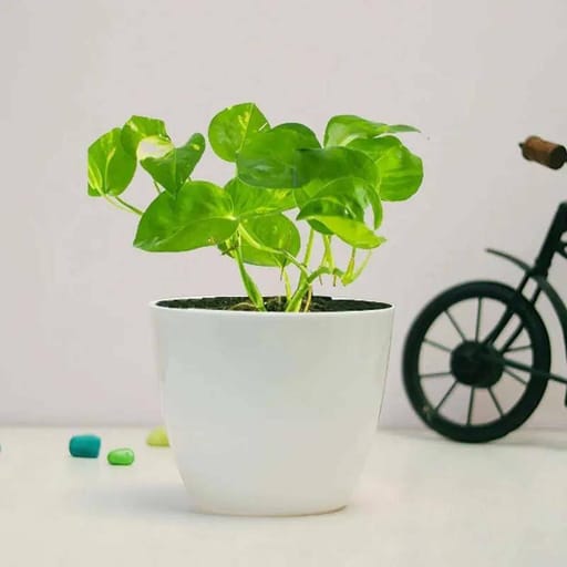 White Pot