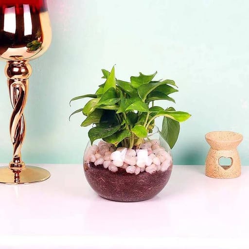 Fish Bowl with White Stones