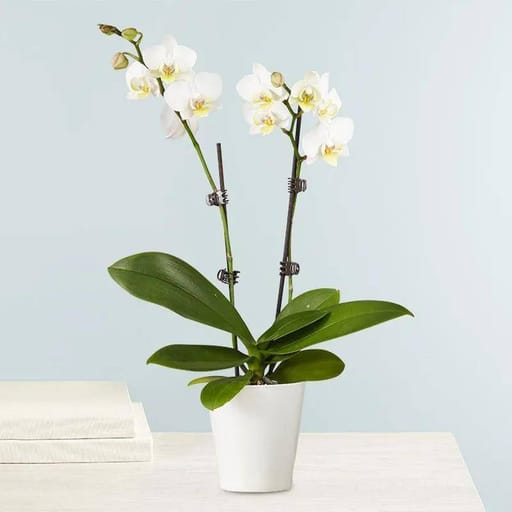 White Pot