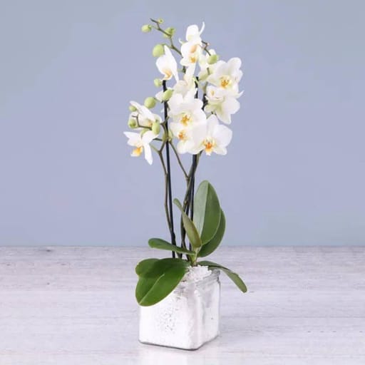 Square Vase