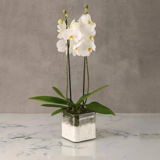 Square Vase
