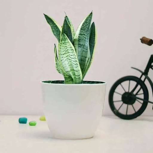 White Pot