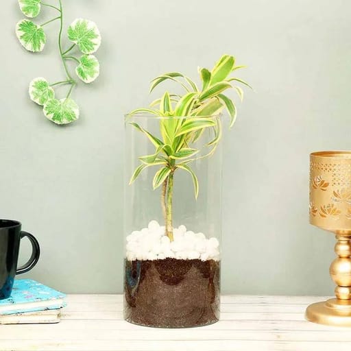 Cylinder vase