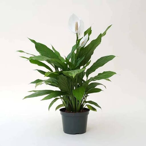 Black Pot