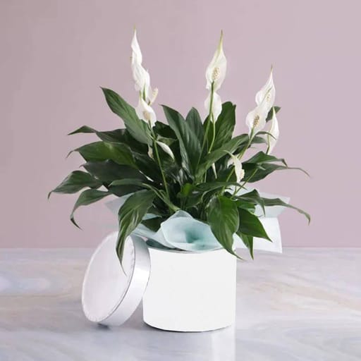 White Round Box