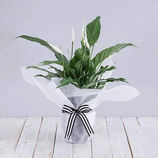 White Wrapping