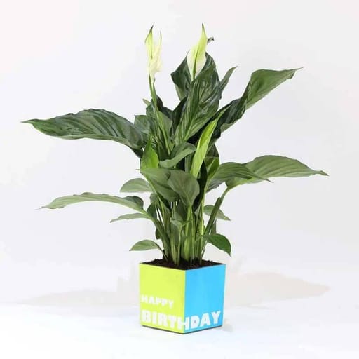 Square Vase (Birthday Theme)