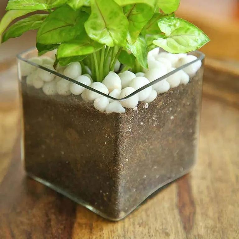 Syngonium Plant - Image 2