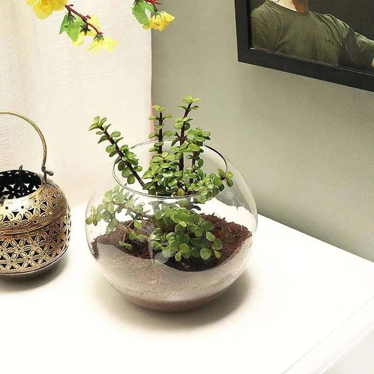 Jade Plant - Image 1