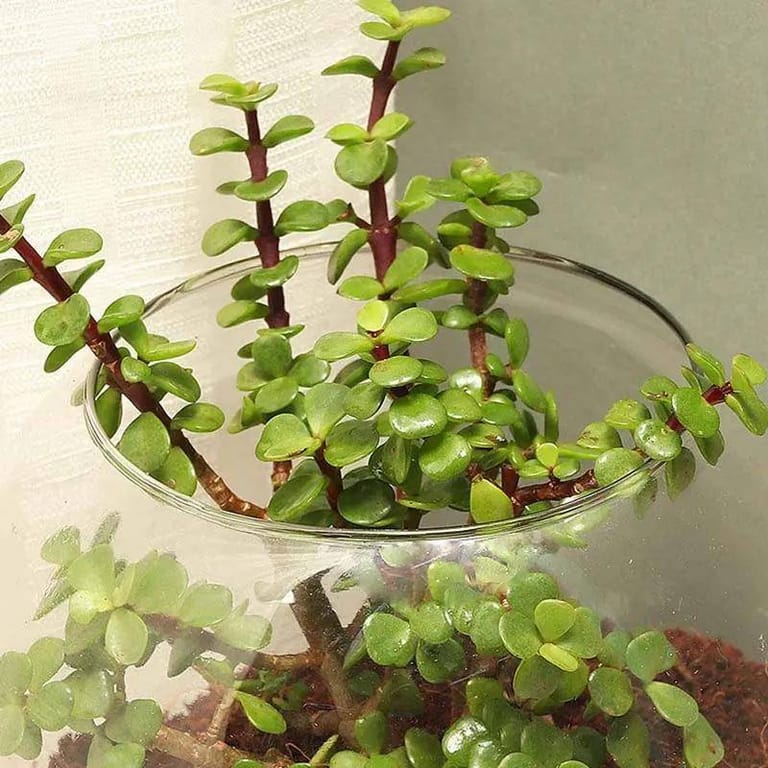 Jade Plant - Image 2