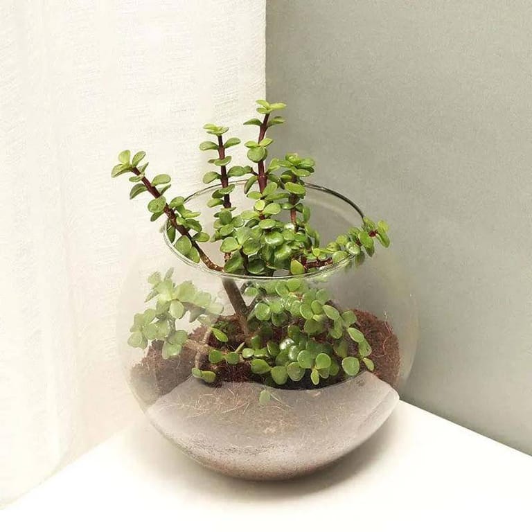 Jade Plant - Image 3