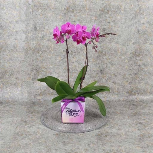 Square Vase (Mother's Day)