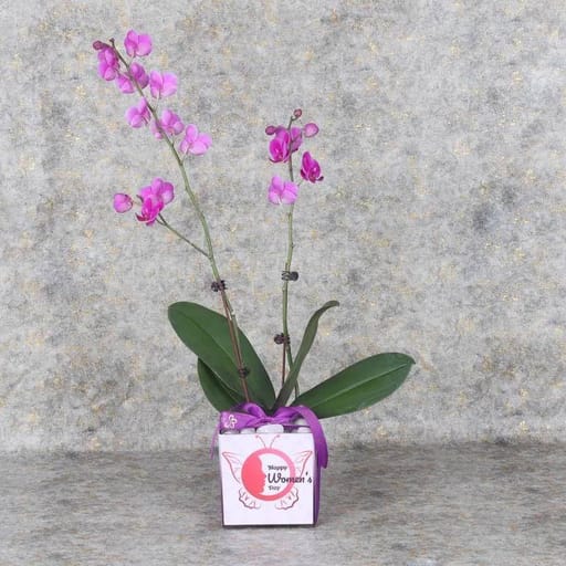 Square Vase (Women's Day)