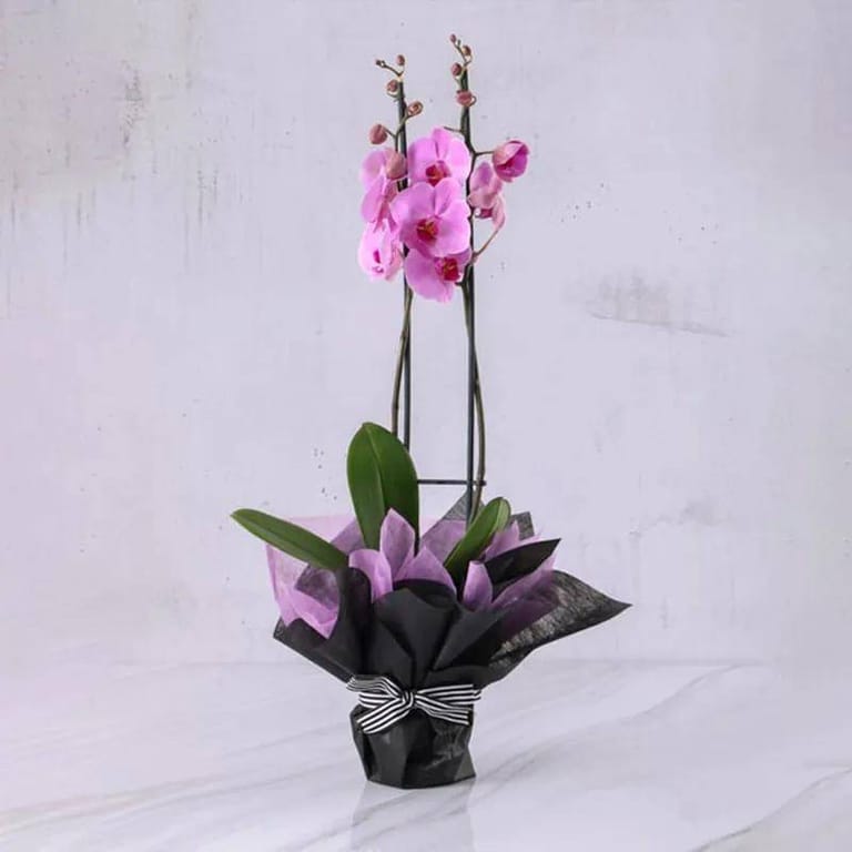Double Stem Purple Orchid - Image 1