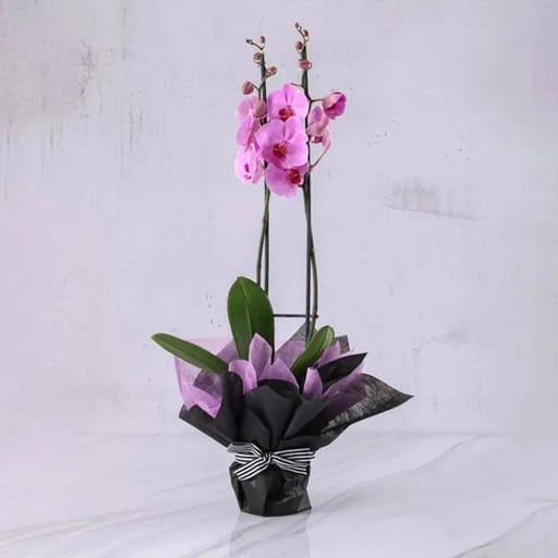 Black & Purple Wrapping