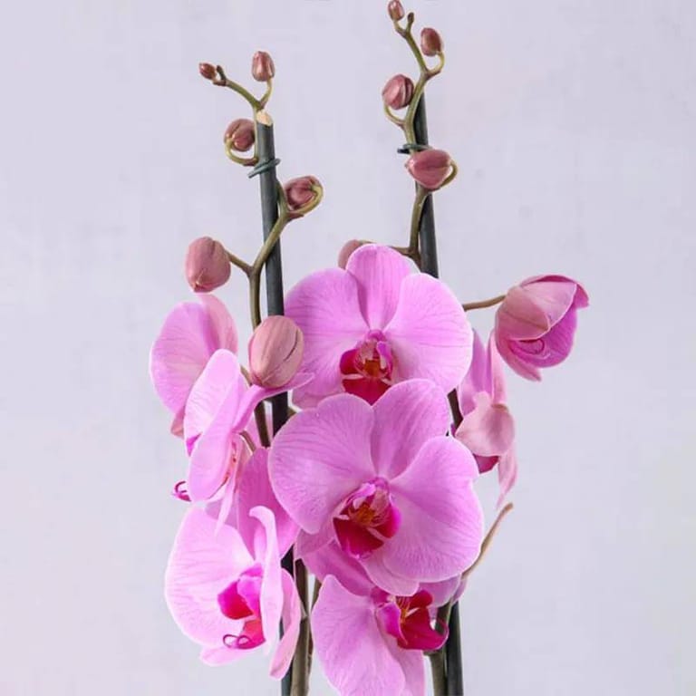 Double Stem Purple Orchid - Image 3