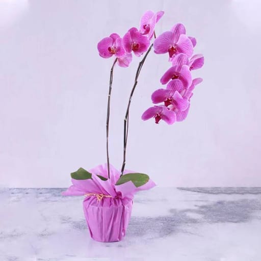 Purple Wrapping
