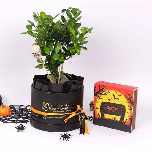 Halloween Bonsai & Sweecho Chocolates