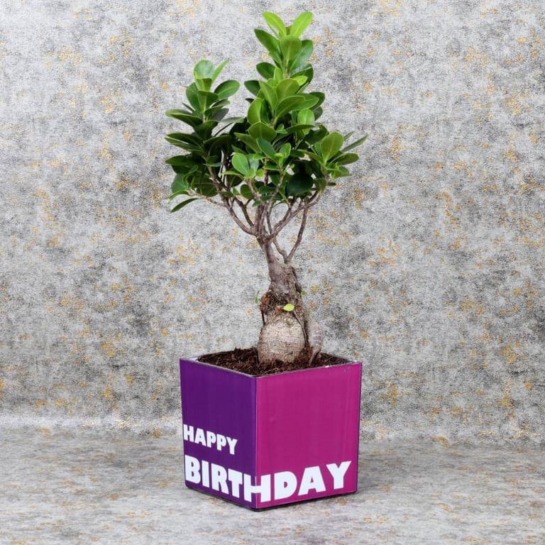 Birthday Bonsai Chocos - Image 2