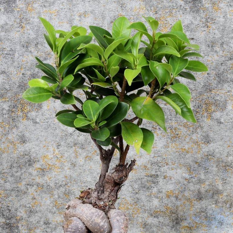 Birthday Bonsai Chocos - Image 3