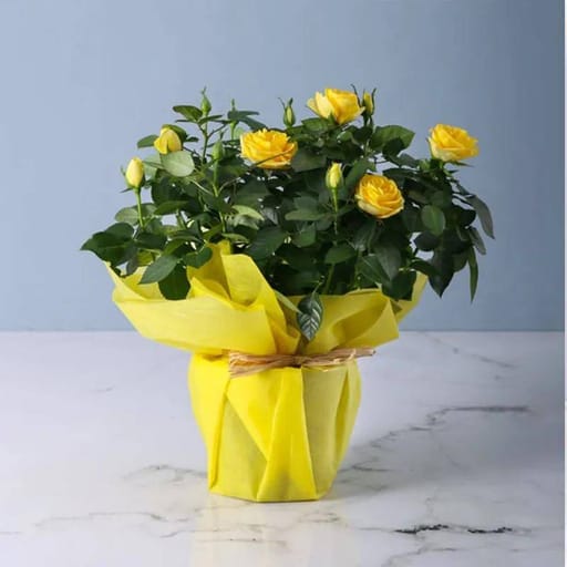 Yellow Rose Plant
