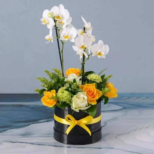 Care Plants & Flowers