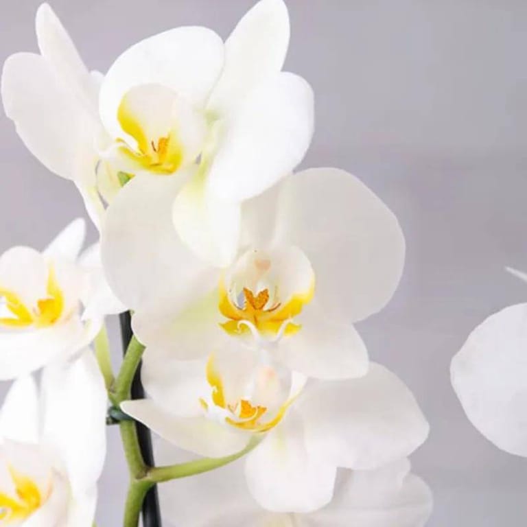 Care Plants & Flowers - Image 3