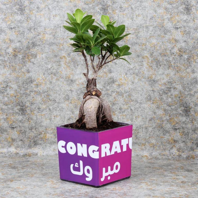 Bonsai Plant - Image 1