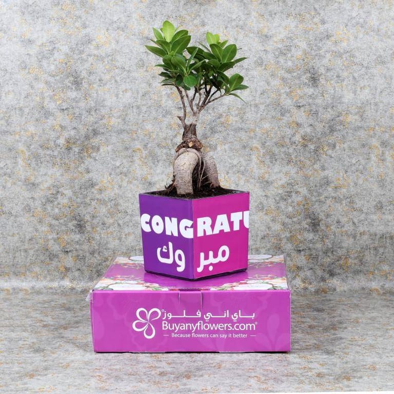 Bonsai Plant - Image 3