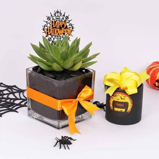 Halloween Echeveria & Sweecho Chocolate