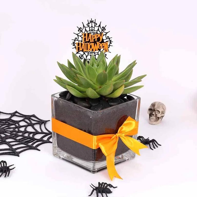 Halloween Echeveria & Sweecho Chocolate - Image 2