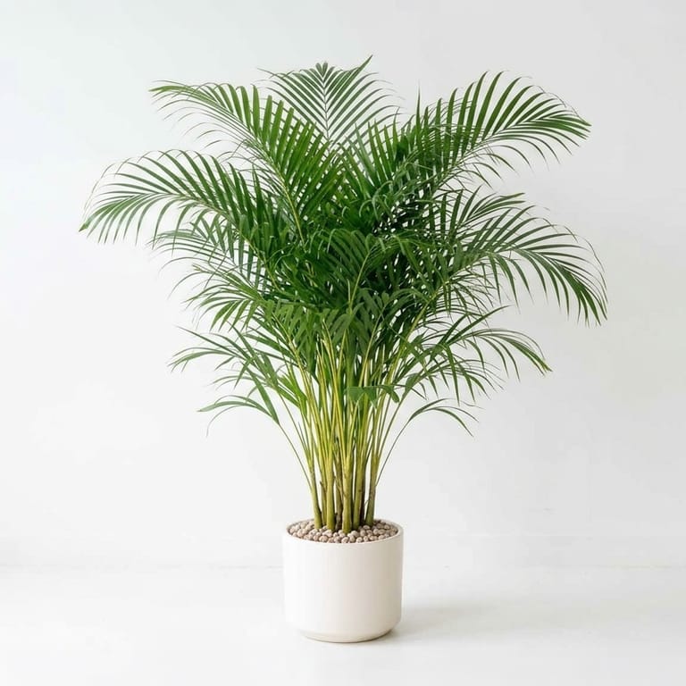 Areca Plant - Image 1