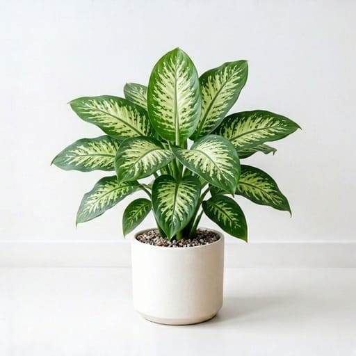 Diffenbachia Plant