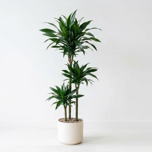 Drecena Plant