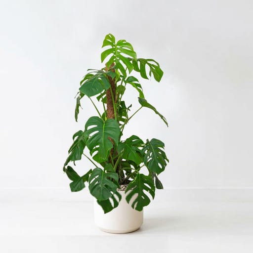 Monstera