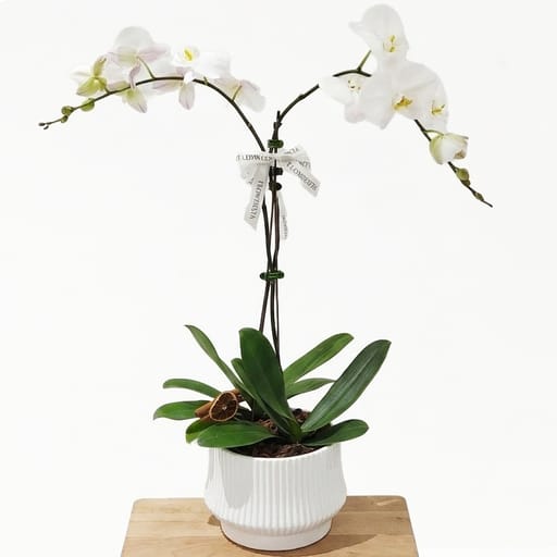 White Orchids