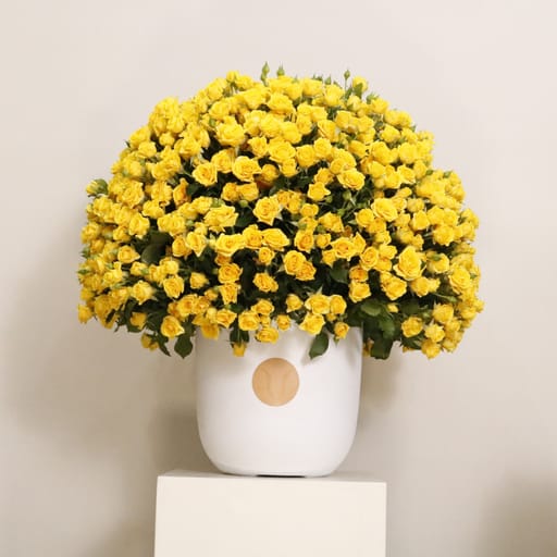 Gardenia VII