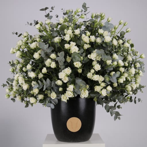 Gardenia