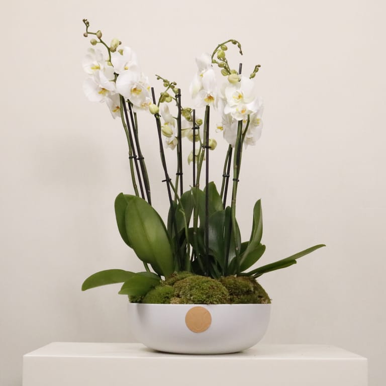 Orchidia IV
