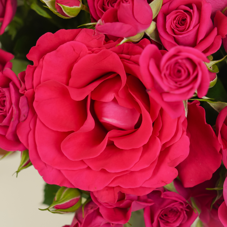 Fuchsia Promise - Image 5