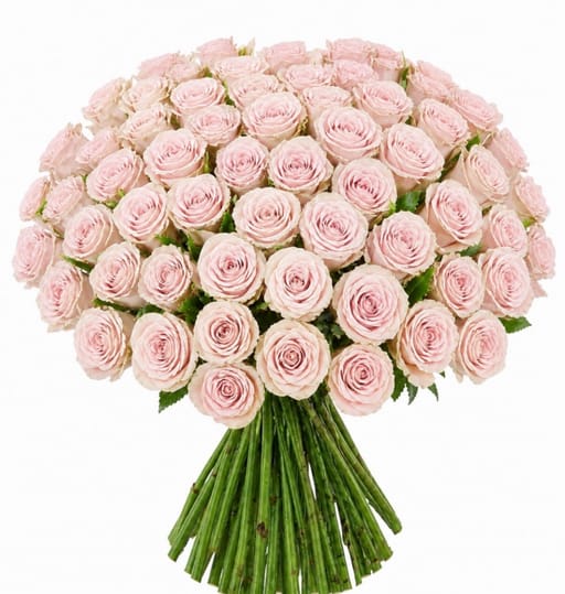 Pink Roses