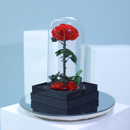 Single Red Forever Rose
