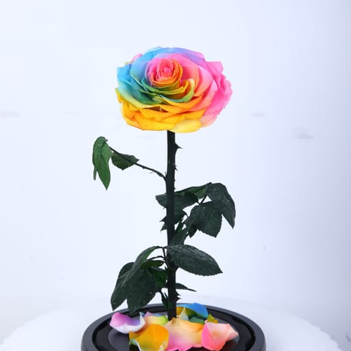 Rainbow Forever Rose Dome