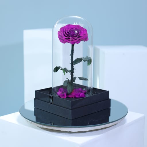 Single Purple Forever Rose