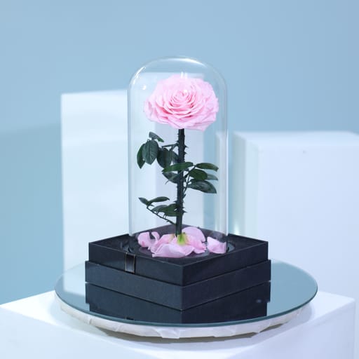 Single Pink Forever Rose