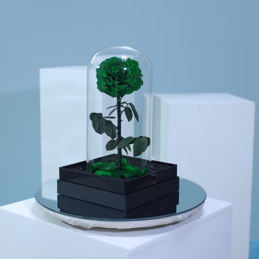 Single Green Forever Rose