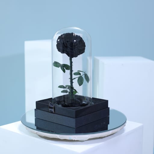 Single black Preserved Roses