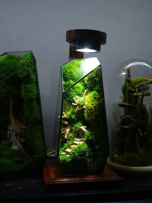 Medium Geometric Zero Moss Terrarium