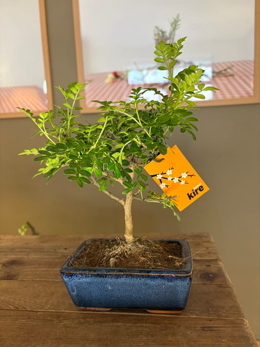 Bonsái De Ficus